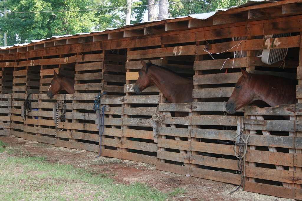 IMG_1990.JPG - These horses were watching for me as I rounded the corner to the horse track and the finish line